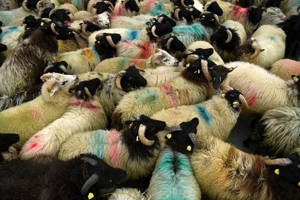 Pictures of the Year 2021, Part 68/102