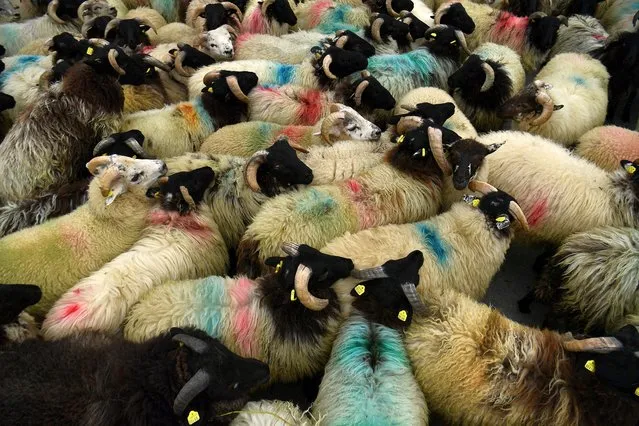 Sheep are herded at the Teagasc Agriculture and Food Development Authority in it's Mellows Campus in Athenry, Ireland, August 31, 2021. Scientists are combing Ireland's west coast for seaweed to feed to cattle and sheep after research showed it could stop them breathing out so much climate-warming methane. The project, coordinated by a state agriculture body, is tapping into the country's growing seaweed harvesting industry, which is seeking new markets as it revives centuries-old traditions. (Photo by Clodagh Kilcoyne/Reuters)