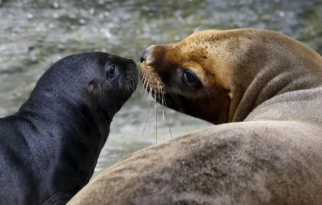 A ten days old South American sea lion pup sits next to its mother Lunita at the “Tiergarten Schoenbrunn” Zoo in Vienna, Austria, July 28, 2015. (Photo by Leonhard Foeger/Reuters)