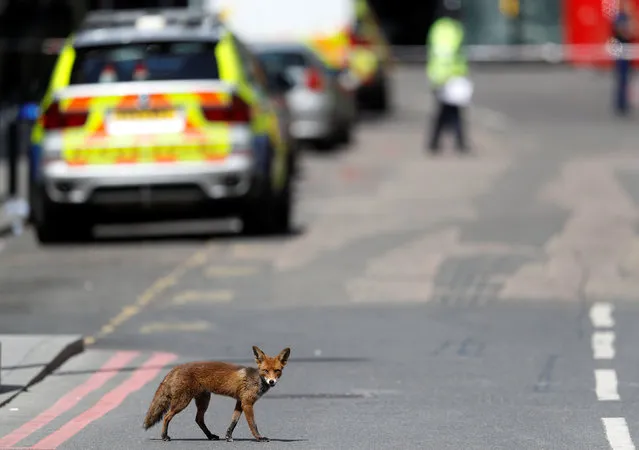 An urban fox crosses the road near Borough Market after an attack left 7 people dead and dozens injured in London, Britain, June 4, 2017. (Photo by Peter Nicholls/Reuters)