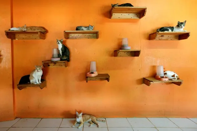 Cats that are ready to be adopted are pictured on shelves inside a room at a cat shelter called “Rumah Kucing Parung” in Bogor, West Java province, Indonesia on December 23, 2019. (Photo by Willy Kurniawan/Reuters)