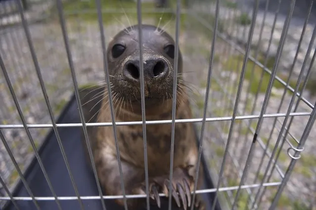 A Common seal named Groot is prepared for release in a transfer cage at Seal Rescue Ireland wildlife sanctuary where two rescued and rehabilitated seals are released back into the sea after months of care in Wexford, Ireland, June 12, 2016. (Photo by Clodagh Kilcoyne/Reuters)