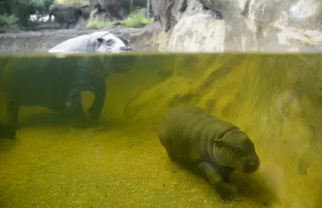 Pygmy Hippo Petre and her calf Obi celebrate her 31st birthday at Melbourne Zoo in Melbourne, Australia, 04 August 2015. (Photo by Tracey Nearmy/EPA)