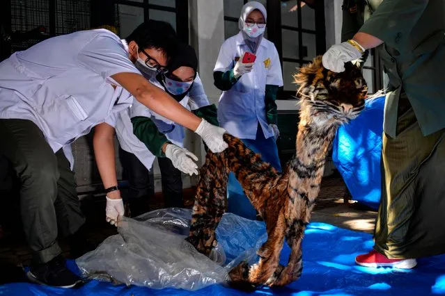 Officials from the local office of the nature conservation agency (BKSDA) display a tiger skin in Banda Aceh on January 6, 2020, after a man was arrested while trying to sell the skin to undercover police. The man caught trying to sell the skin of the critically endangered Sumatran tiger has been arrested, police said on January 6, highlighting the Southeast Asian nation as a key source for animal trafficking. (Photo by Chaideer Mahyuddin/AFP Photo)