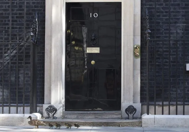 A duck and some ducklings pass the door to10 Downing street in London July 14, 2014. (Photo by Neil Hall/Reuters)