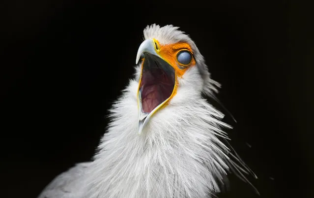 A Secretary bird rolls its eyes back as it squawks at the World of Birds Wildlife Sanctuary in Cape Town, South Africa, 02 August 2017. Located in the picturesque valley of Hout Bay the World of Birds is the largest bird park in Africa. Over 3,000 birds of 400 different species are uniquely presented in over 100 spacious landscaped aviaries where visitors are able to walk through allowing intimate closeness with the birds. The park is one of Cape Town's premier tourist attractions accomodating over 100,000 visitors annually. Created by Walter Mangold in 1973 the sanctuary cares for all kinds of injured and sick birds and small animals. With a no kill policy every creature is taken care of on a daily basis by the 40 permanent staff members. (Photo by Nic Bothma/EPA)
