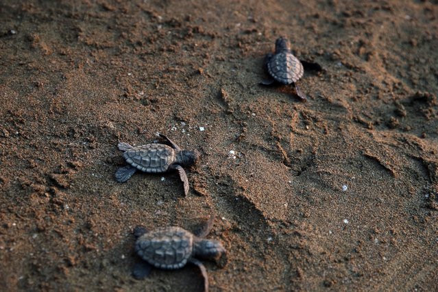 10 baby sea turtles are released with three adult sea turtles named “Cumhuriyet”, “Sonsuz” and “Ozgurluk” with a satellite tracking device attached to them return to sea after their treatments by the Sea Turtle Research, Rescue and Rehabilitation Center (DEKAMER) at Iztuzu Beach in Ortaca district of Mugla, Turkiye on October 29, 2024. (Photo by Osman Akca/Anadolu via Getty Images)