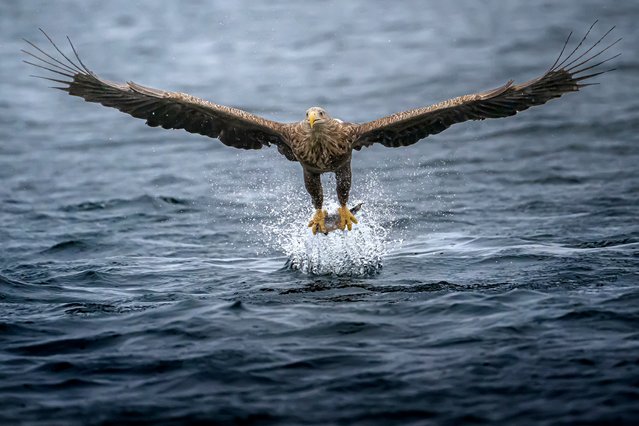 A sea eagle dives for fish in Svolvær, Lofoten Island, Norway early November 2024. The impressive birds can reach speeds of 40mph in the final moments before they strike to catch their prey. (Photo by Alberto Ghizzi Panizza /Animal News Agency)
