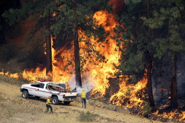 A firefighter cools a tree in a line of fire Friday, July 18, 2014, in Winthrop, Wash. A fire racing through rural north-central Washington destroyed about 100 homes, leaving behind smoldering rubble, solitary brick chimneys and burned-out automobiles as it blackened hundreds of square miles. (Photo by Elaine Thompson/AP Photo)