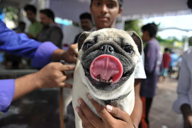 An Indian veterinary clinic employee gives a rabies vaccination to a pet dog at a free vaccination camp at The Government Super Speciality Veterinary Hospital in Hyderabad on July 6, 2016, one of a number of free camps at government institutions in the southern Indian city on the occasion of World Zoonoses Day. World Zoonoses Day is observed each July 6, to raise awareness of potential transmission of diseases across animal and human spectrums. (Photo by Noah Seelam/AFP Photo)