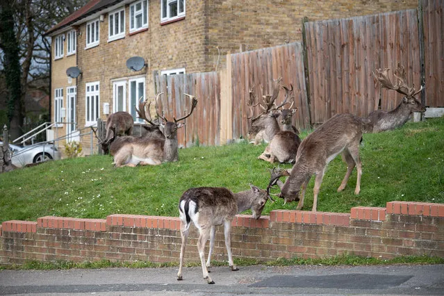 Fallow deer from Dagnam Park rest and graze on the grass outside homes on a housing estate in Harold Hill, near Romford on April 02, 2020 in Romford, England. The semi-urban deer are a regular sight in the area around the park but as the roads have become quieter due to the nationwide lockdown, the deer have staked a claim on new territories in the vicinity. The Coronavirus (COVID-19) pandemic has spread to many countries across the world, claiming over 40,000 lives and infecting hundreds of thousands more. (Photo by Leon Neal/Getty Images)