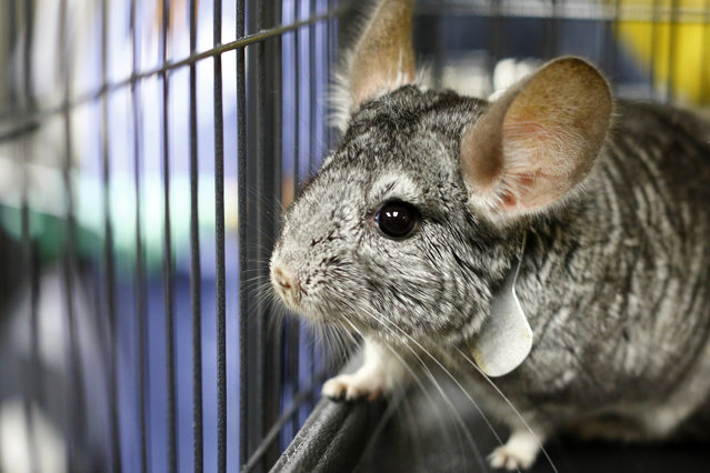 A rescued chinchilla looks out from his new home at the San Diego Humane Society in Oceanside, California after Hollywood mogul and co-creator of The Simpsons, Sam Simon, financed the purchase of a chinchilla farm in order to rescue over 400 chinchillas and close the Vista, California business August 19, 2014. (Photo by Mike Blake/Reuters)