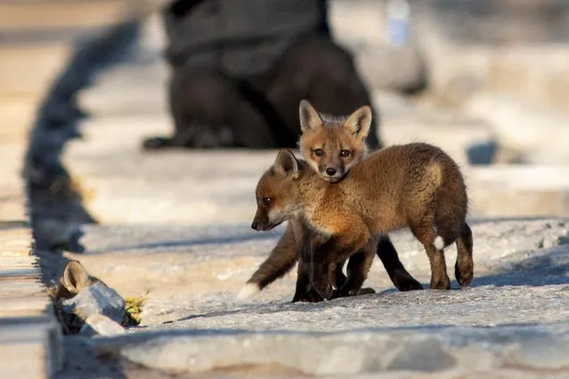 Fox cubs venture out from their den under a popular boardwalk alongside Lake Ontario during the global outbreak of the coronavirus disease (COVID-19), in Toronto, Ontario, Canada April 22, 2020. (Photo by Carlos Osorio/Reuters)