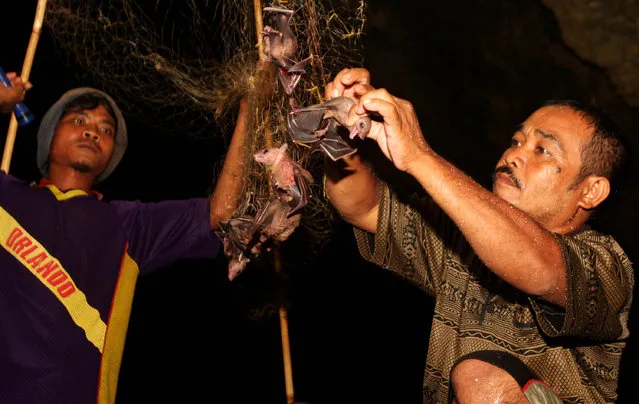 Bat catchers Martono (L) and Gunawan (R) collects bats captured in a cave on July 31, 2009 in Yogyakarta, Indonesia