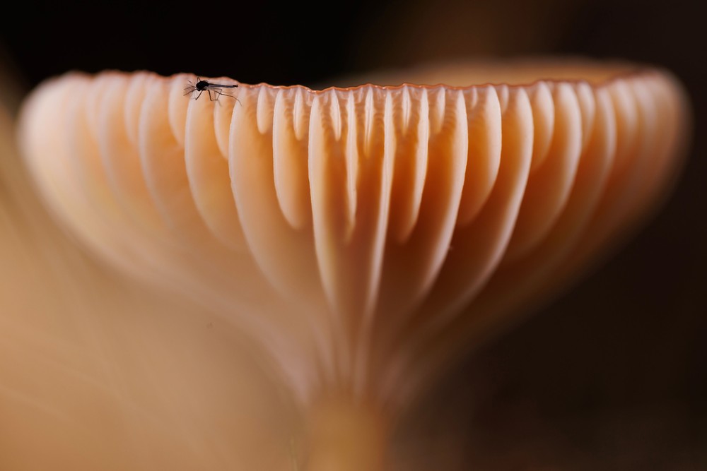 Some Photos: Insects