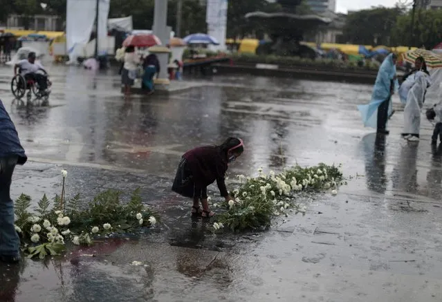 A girl picks flowers from a floral arrangement used during Independence Day celebrations as it rains in downtown Guatemala City September 15, 2014. Guatemala celebrates its Independence Day on September 15. (Photo by Jorge Dan Lopez/Reuters)