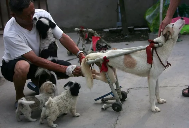 A worker assembles a wheelchair for a disabled dog at an animal rescue center, July 12, 2008 in Chengdu, China. (Photo by China Photos/Getty Images)