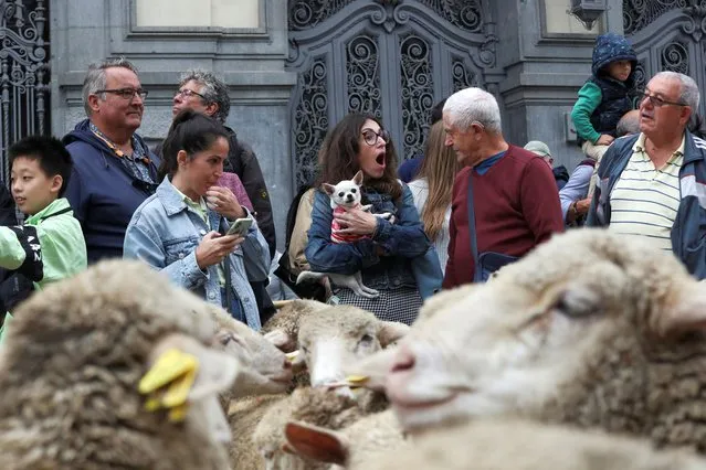 People watch a flock during the annual sheep parade, during which shepherds exercise their right to use traditional migration routes for their livestock from northern Spain to winter grazing pasture land in the southern areas of the country, on the streets of Madrid, Spain on October 23, 2022. (Photo by Violeta Santos Moura/Reuters)