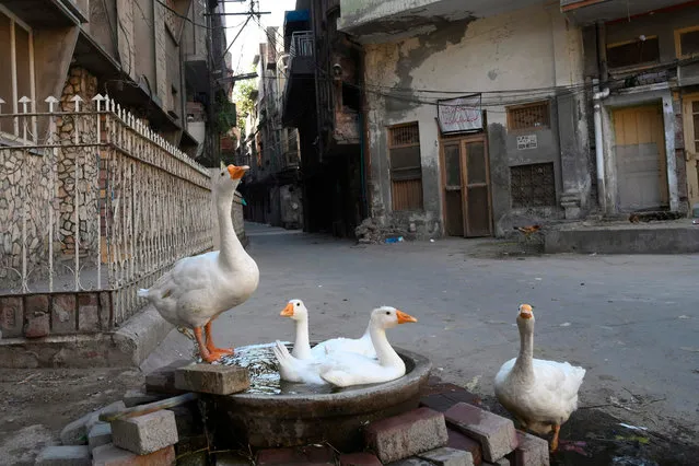 Ducks are seen in a deserted residential area after the area was sealed by the authorities in Lahore on June 17, 2020 as the COVID-19 coronavirus cases continue to rise. Pakistan, which has recorded 150,000 cases and about 3,000 deaths, Prime Minister Imran Khan resisted a nationwide lockdown, saying the country could ill afford it. (Photo by Arif Ali/AFP Photo)