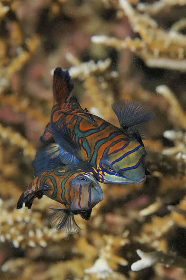 Mandarin Fish