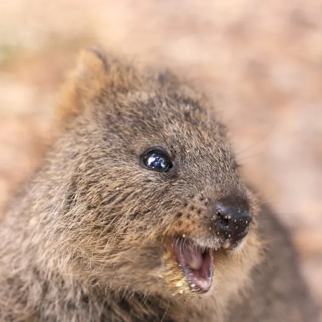 Quokka The Happiest Animal in the World