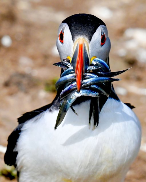 A puffin returns to land with a beak full of fish on Skomer Island, Pembrokeshire, UK in the second decade of March 2025. (Photo by Carl Bovis/Solent News & Photo Agency)