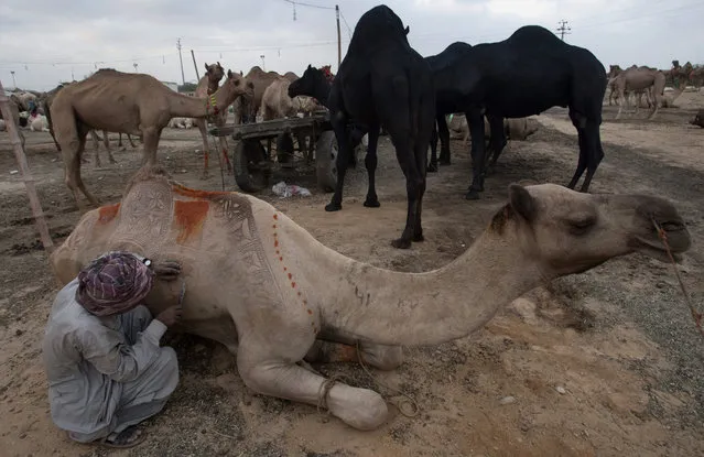 A Pakistani vendor makes a design on a camel to attract customers at a cattle market set up for the upcoming Muslims' festival Eid-al-Adha, Monday, September 14, 2015, in Karachi, Pakistan. Muslims all over the world celebrate the three-day festival Eid-al-Adha, by sacrificing sheep, goats, and cows to commemorate the willingness of the Prophet Ibrahim (Abraham to Christians and Jews) to sacrifice his son, Ismail, on God's command. (Photo by Shakil Adil/AP Photo)