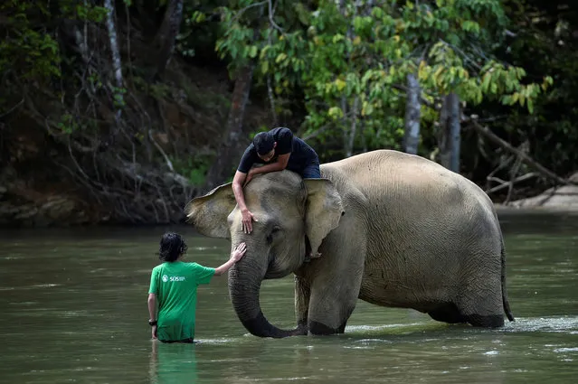 A mahout and a visitor touch a female Sumatran elephant during her bath in a river at a conservation response unit in Sampoiniet, Aceh province on June 7, 2020. (Photo by Chaideer Mahyuddin/AFP Photo)