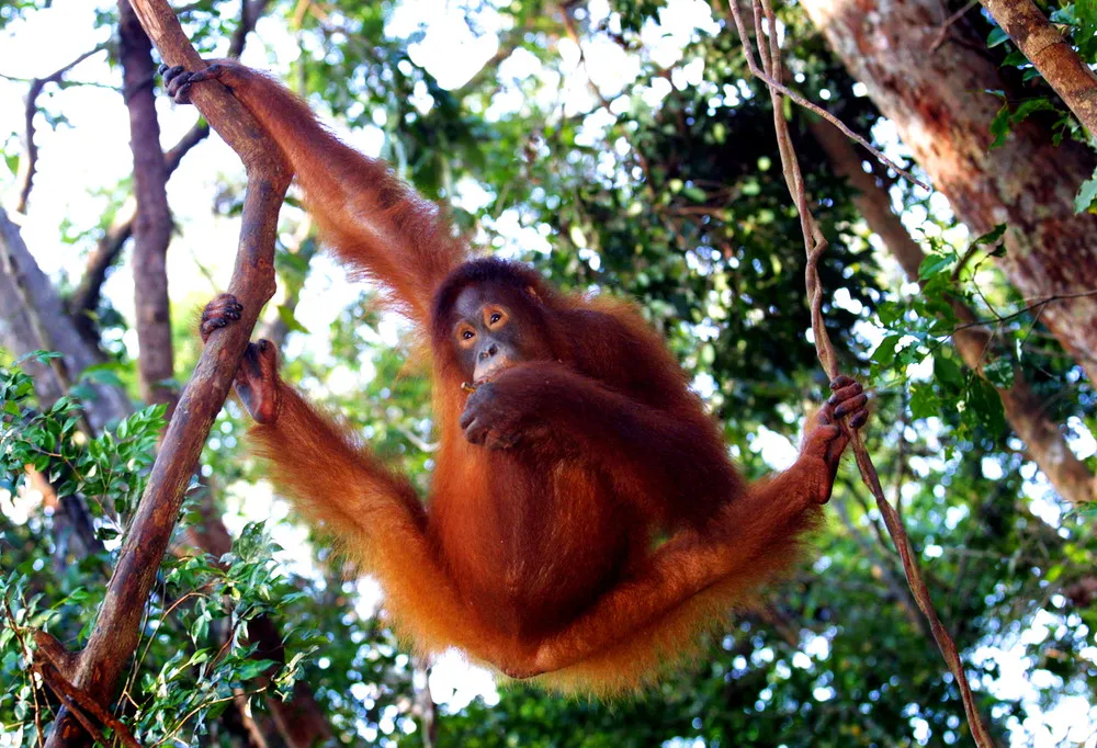 Malaysian Orangutans: Before and Now