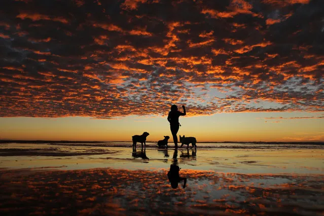 A woman plays with her three dogs at the beach after sunset in Del Mar, California, USA on November 10, 2017. (Photo by Mike Blake/Reuters)