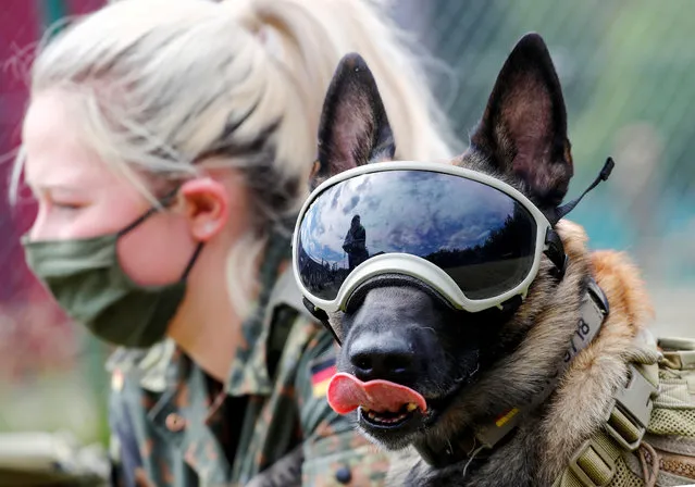 Five-year-old sniffing dog “Vine” wears protection goggles against the sun and dust as he poses together with Giulia Gausemann for photographers, at the sniffing dogs school of the German Army (Bundeswehr) in Daun, Germany, July 24, 2020. The Bundeswehr sniffing dogs school and the veterinarian university of Hanover are developing a training programme to sniff out the coronavirus disease (COVID-19) with dogs at airports, border crossings and other highly frequented places. (Photo by Wolfgang Rattay/Reuters)