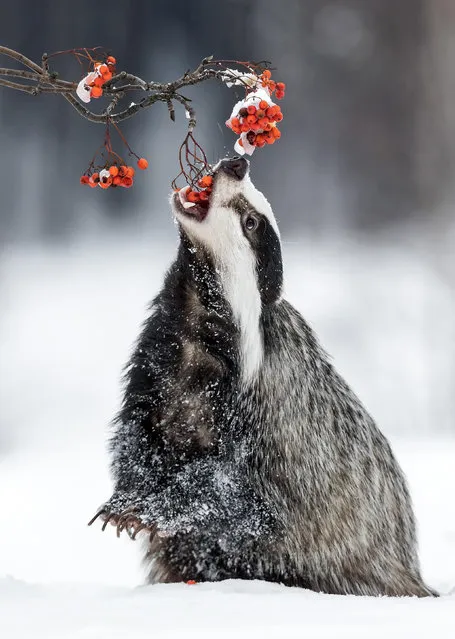 A badger fills up on berries in the snow near the town of Hlinsko in the Czech Republic on November 18, 2022. (Photo by Ina Schieferdecker/Solent News)