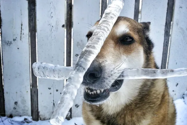 Toby balances icicles. (Photo by Pat Langer/Caters News Agency)