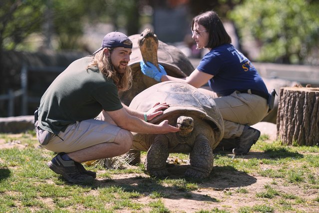 Staff members hold Mommy, front, and Abrazzo, Galapagos tortoises and parents of four hatchlings hold them in place in their enclosure at Philadelphia Zoo in Philadelphia, Wednesday, April 23, 2025. (Photo by Matt Rourke/AP Photo)