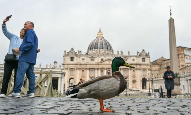 Visitors pose for a picture next to a mallard duck on the cobblestones of St Peter's Square with St Peter's Basilica in the background at The Vatican, on May 5, 2025. (Photo by Alberto Pizzoli/AFP Photo)