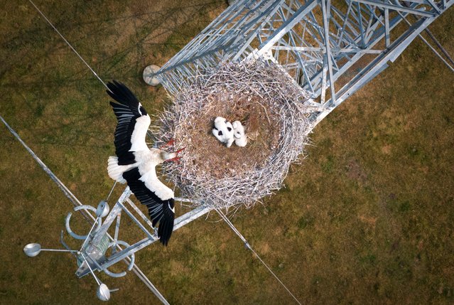 This aerial photograph shows a stork with two chicks on a nest installed on a high voltage line mast in Bouee, western France, on June 3, 2025. (Photo by Loïc Venance/AFP Photo)