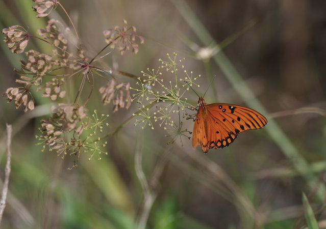 A gulf fritillary butterfly lands on a plant as people count them during the North American Butterfly Association Shark Valley butterfly count on May 10, 2025 in the Everglades, Florida. Dennis Olle, the president of the Miami Blue Butterfly chapter, who participated in the count said they saw approximately the same number as last year, a noticeable reduction from prior years. Reports indicate that the number of butterflies across all regions in the contiguous US was declining. The reports suggest that the butterfly populations are declining due to various factors, including habitat loss, pesticide use, climate change, and other environmental factors. (Photo by Joe Raedle/Getty Images)