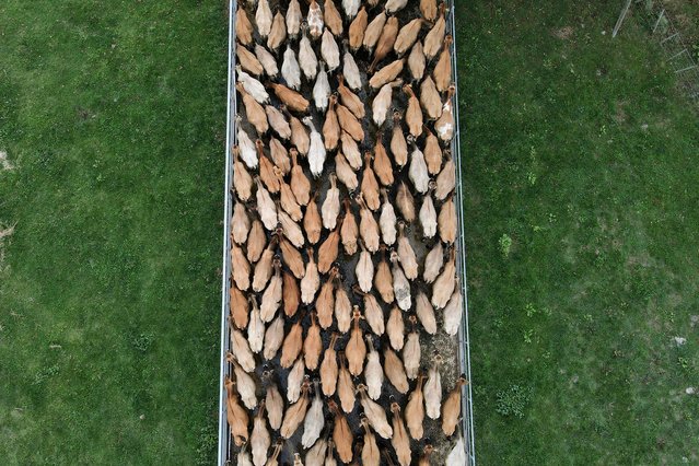 This aerial photo taken on April 16, 2025 shows cows being gathered during milking time on a dairy farm near Cambridge in New Zealand's Waikato region, known for it's fertile land and dairy industry. (Photo by William West/AFP Photo)