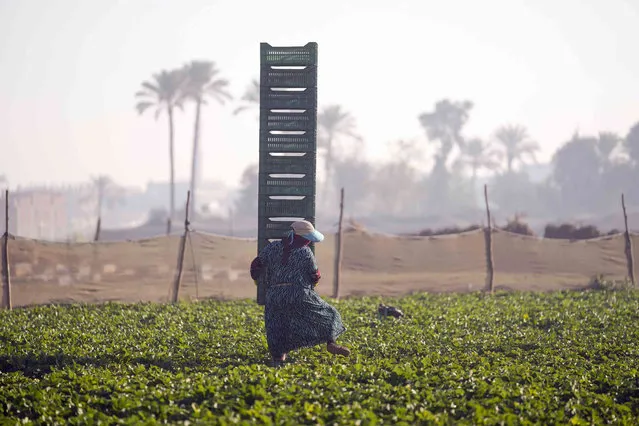 An Egyptian farmer carries a dozen of plastic boxes as she harvests strawberries at field in Toukh, just outside Cairo, Egypt, Wednesday, January 18, 2023. (Photo by Amr Nabil/AP Photo)