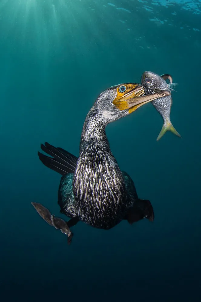 UK Underwater Photographer of the Year 2018 Winners