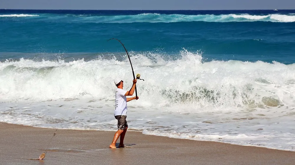 Thousands of Sharks Shut Down Florida Beaches