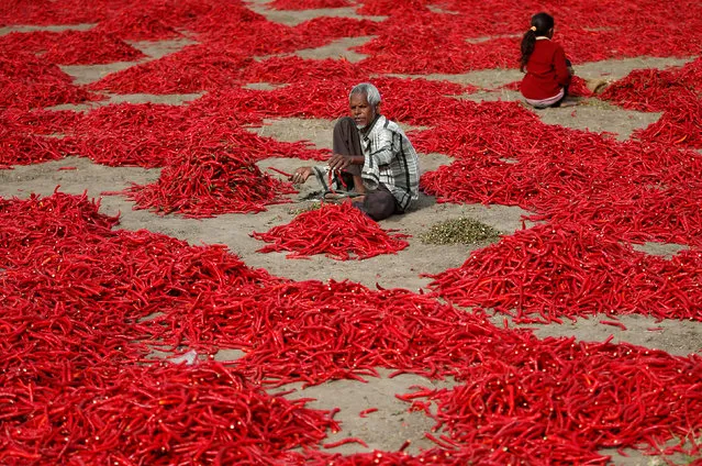 A man removes stalks from red chilli peppers at a farm in Shertha village on the outskirts of Ahmedabad February 5, 2018. (Photo by Amit Dave/Reuters)