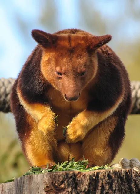 Goodfellow's Tree-Kangaroo