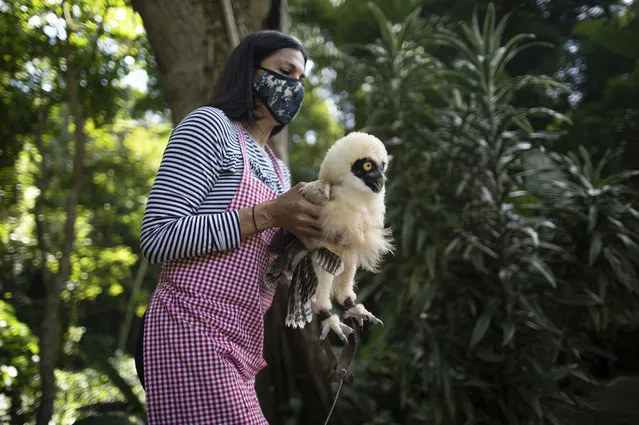 The veterinarian and environmentalist Grecia Marquis cares for a spectacled owl who fell from a tree a month ago dehydrated and underweight, in Caracas, Venezuela, Monday, September 21, 2020. Marquis, founder of the Feathers and Tails in Freedom foundation, said that given the large number of calls from people reporting cases of injured animals, she decided to reopen her center in May, after closing it between March and April due to the quarantine imposed to help curb the spread of the new coronavirus. (Photo by Ariana Cubillos/AP Photo)