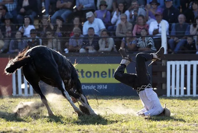 A gaucho falls from a wild horse during the annual celebration of Criolla Week in Montevideo, March 28, 2013. Throughout Easter Week, “gauchos”, the Latin American equivalent of the North American cowboy, from all over Uruguay and neighboring Argentina and Brazil will visit Montevideo to participate in the Criolla Week to win the best rider award. The competition is held from March 24 to March 30 this year. (Photo by Andres Stapff/Reuters)