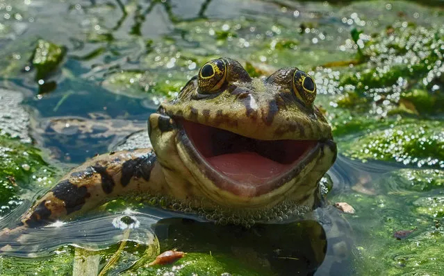 A frog appears to have a big smile for the camera, Russia. (Photo by Artyom Krivosheev/Barcroft Images/Comedy Wildlife Photography Awards 2016)