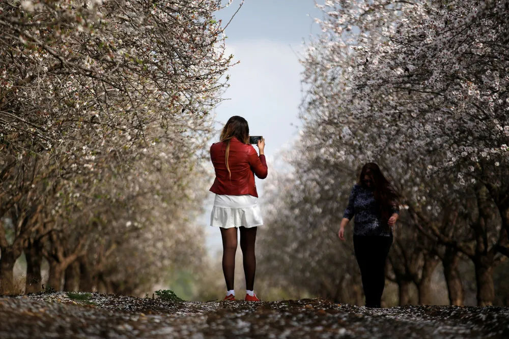 Spring in Blossom