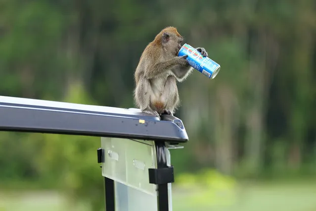 A monkey steals a beverage from a golf cart during Day One of The Women's Amateur Asia-Pacific Championship on The New Course at The Singapore Island Country Club on March 09, 2023 in Singapore. (Photo by Yong Teck Lim/R&A/R&A via Getty Images)