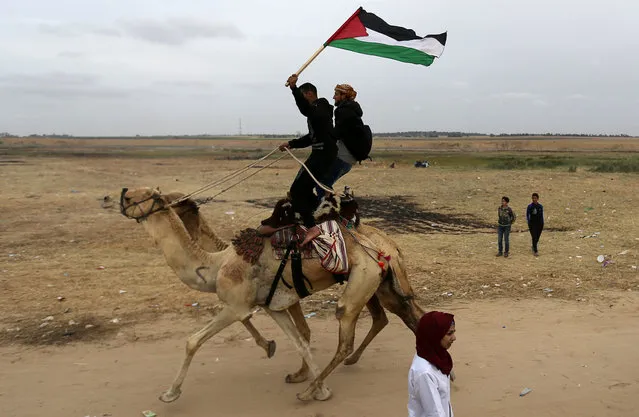 Palestinians ride camels during a local race near the Israel-Gaza border, east of Khan Younis in the southern Gaza Strip, April 3, 2018. Picture taken April 3, 2018. (Photo by Ibraheem Abu Mustafa/Reuters)