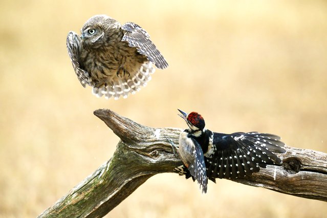 A little owl and a greater spotted woodpecker get into a fight, captured by Tom Ellis, a wildlife photographer from Staffordshire, UK in the first decade of October 2025. (Photo by Tom Ellis/Cater News Agency)